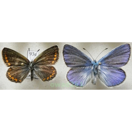Polyommatus thersites (Cantener, 1835) pair Poland93e